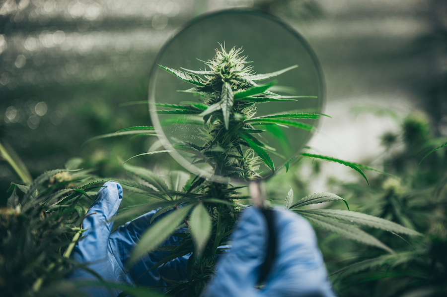 CBD shop italy, für sicheres Einkaufen